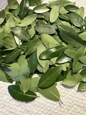 Wild-foraged Yaupon Holly Leaves 2oz 100 Natural Clean Dehydrated Caffeine