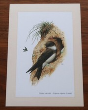 UFERSCHWALBE * Schwalbe Riparia riparia  * Kunstdruck, Poster, Bild, Dekoration