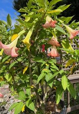 Versicolor Angel Trumpet Brugmansia Tropical MULTI COLOR BLOOMING PLANT - WOW!