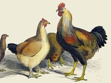 Póster decorativo de gallos y gallinas. Bellas artes gráficas. Diseño interior de pared. 2444