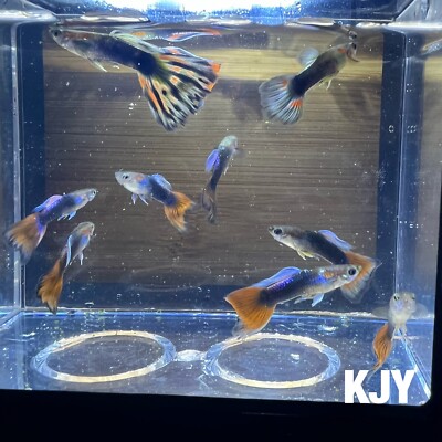 Half Black Mixed Fancy Guppies (5 PAIRS)