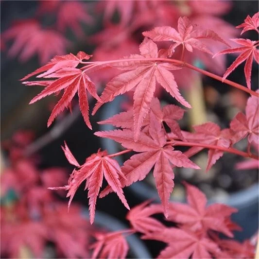 25pcs Red Japanese Maple Seeds, Acer (Palmatum Atropurpureum). - Image 4 of 4