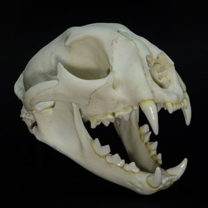 Cougar Skull Replica Real Size Known As Puma Panther And Mountain Lion Ebay