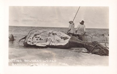 Postcard RPPC Alaska Barrow Bowhead Whale c1940 Native Alaskans Eskimo hunters  