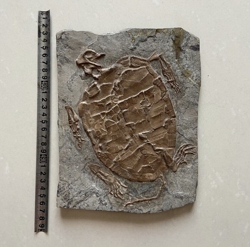 Fósil de Tortuga Real Raro Chino Mejor Triásico Keichousaurus Colección 1515 - Imagen 4 de 6