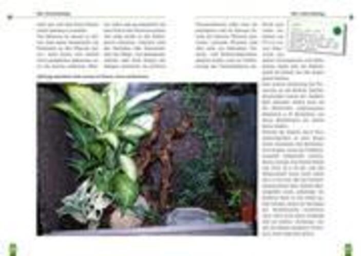 Thumbnail - Jens Rauh | Der Rotkehlanolis | Taschenbuch | Deutsch (2010) | Art Für