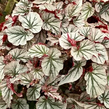 Angel Wing Begonia Looking Glass Live Plant - Rare Silver Leaf Indoor Plant Plug