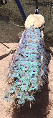 #ad Peacock Hatching Eggs Presale Actively Laying 5 Eggs $150.00