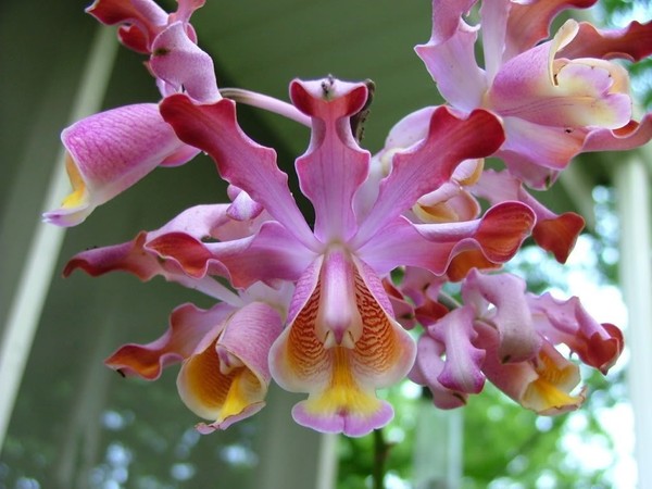 Schomburgkia tibicinis Orchid species Blooming size XL Very rare