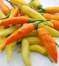 20 AJI HABANERO PEPPER SEEDS ~ 2026 ~ heirloomseedguy ~ USA