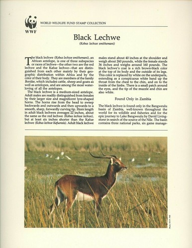Postal History WWF FDC PANELS Zambia #427-430 Black Lechwe Antelope 1987 Set 4 - Picture 3 of 10