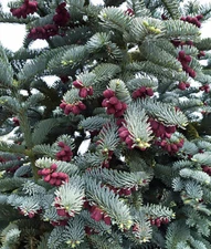 Blue Noble Fir, Abies procera glauca, (Abies nobilis), Tree Seeds (Evergreen)
