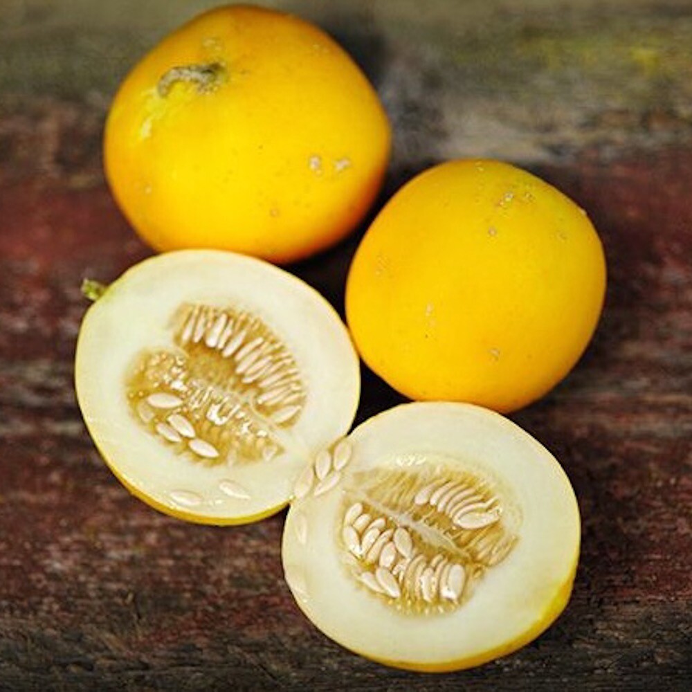Mini Mangomelone VINE PEACH 10 Samen CUCUMIS MELO aromatisch MELONE Honigmelone