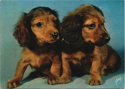 CPA Teckel Hund (1178700)