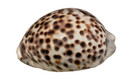 Cowrie natural sea shells — photo 2
