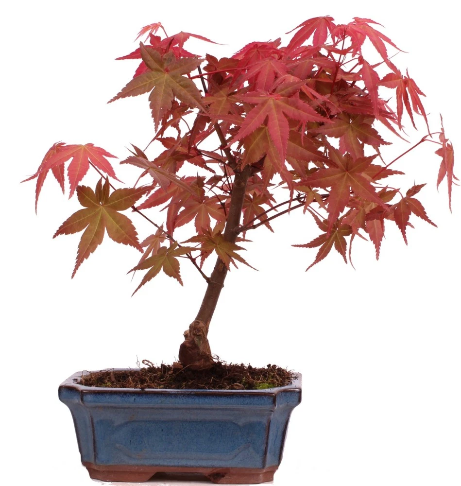 Roter Ahorn Bonsai online kaufen | eBay.de
