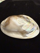 Vintage 4.5 Natural Mother of Pearl Belt Buckle Iridescent Shell Don Velma s