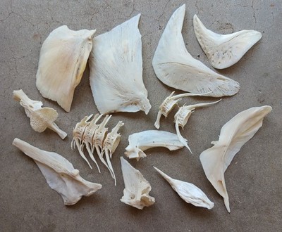 12 Pieces of Natural Fish Bones. Arts, Crafts. Some Are Colored From Age.