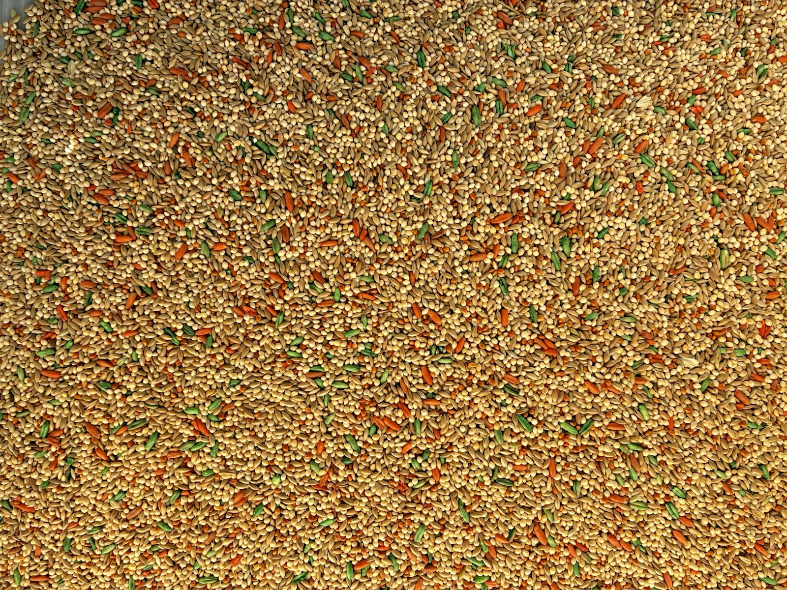 Seed For Parakeet, Budgies & Small Parrots ( 2 Lbs )