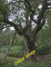 Photo 6x4 The Birnam Oak An ancient tree but not old enough (by several c c2012