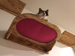 cat wall mounted perch