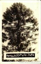 Trees Monkey Tree Puzzle Original Vintage Real Photo Postcard RPPC