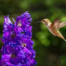 200 Hummingbird & Butterfly  Nectar Wildflower Seed Mix. Organic. Ships free