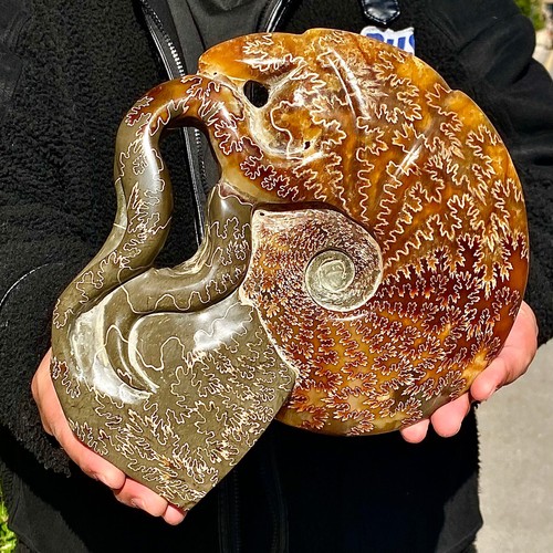 7.79LB Rare natural polished Natural conch fossil specimens of Madagascar - 第 10/12 張圖片