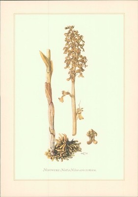 Kunstdruck - Offsetdruck. Claus Caspari: NESTWURZ - Neottia Nidus-avis (L.) Rich