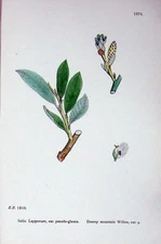 Old Antique Print Downy Mountain Willow Salix Botany Plants C1902 Flower 20th