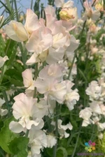 50+ Piggy Sue Sweet Pea Seeds for Garden Planting - USA - FREE SHIPPING!