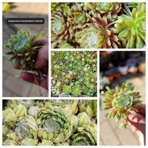 Sempervivum 10 Pack(D) With Roots / No Repeats - Picture 5 of 24