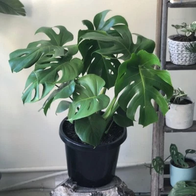picture Large Monstera Plant For Sale Near Me monstera large plants gumtree
