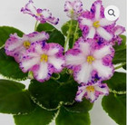 African Violet Plant ~ LE-Nastia — photo 2