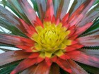 Bromeliad Aechmea biflora   *Bromeliad Collection* — photo 1