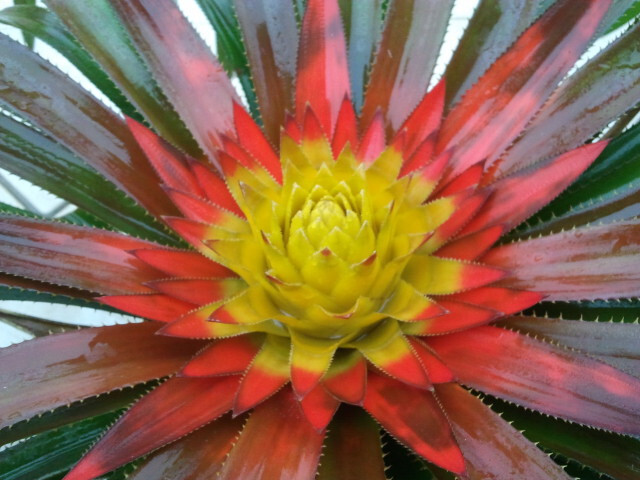 Bromeliad Aechmea biflora   *Bromeliad Collection*