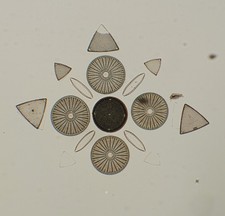 C.H.Kain Antique Microscope Slide of Arranged Diatoms