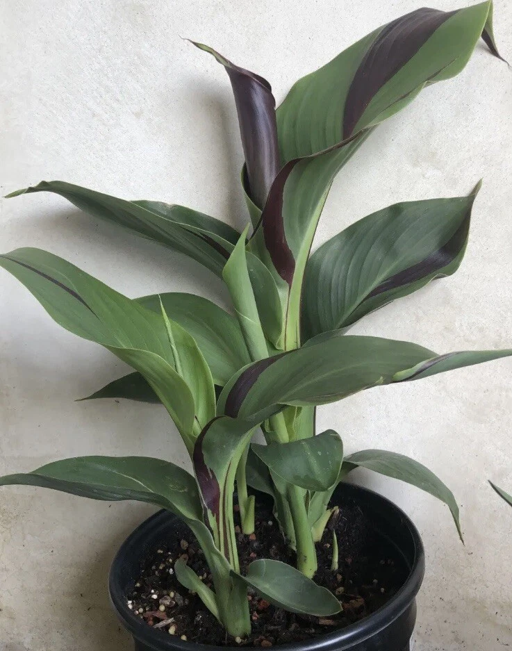 1 Cleopatra Canna Lily Rhizome Bulbs “Red & Yellow Blooms” - Image 3 of 4