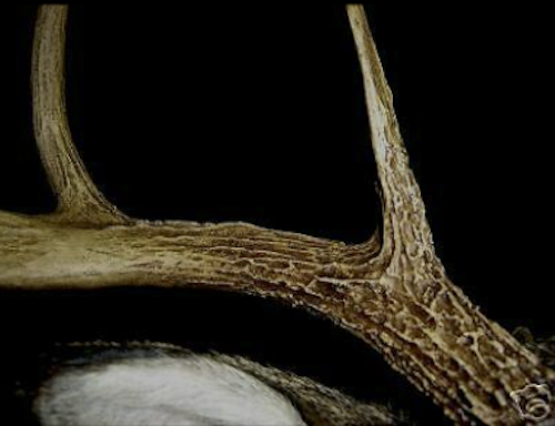 Antler Caribou Antlers – Medieval Fur
