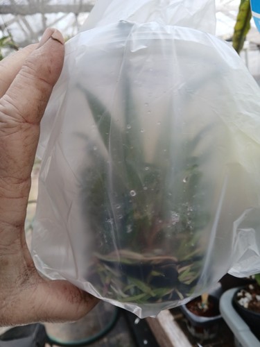 FLASK Cattleya tenebrosa DARK X Large Bronze orchid species LAST ONE - Picture 10 of 10