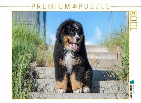 Puzzle Calvendo Bouvier Bernois Chiot | 1000 PièCes, Format Assemblé 64 × 48 Cm-image