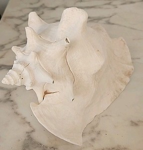 Sea Shell Large Conch Shell Approx 8.5x 7