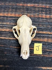 Real Red Fox Unique Animal Mount Halloween Skull Art Craft Mountain Man Canine