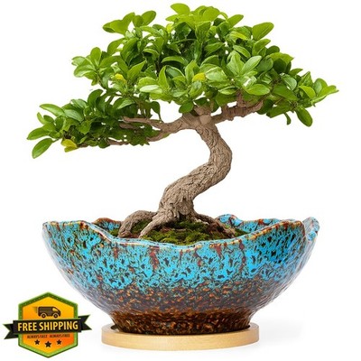 ARTKETTY 9.06'' blue bonsai pot w/ tray