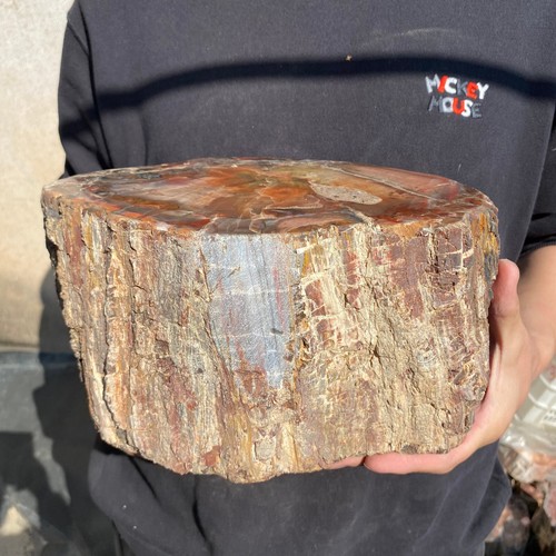 21,8 Pfund seltenes natürliches versteinertes Holz Rohholz Fossil Mineral Probe Heilung - Bild 5 von 15