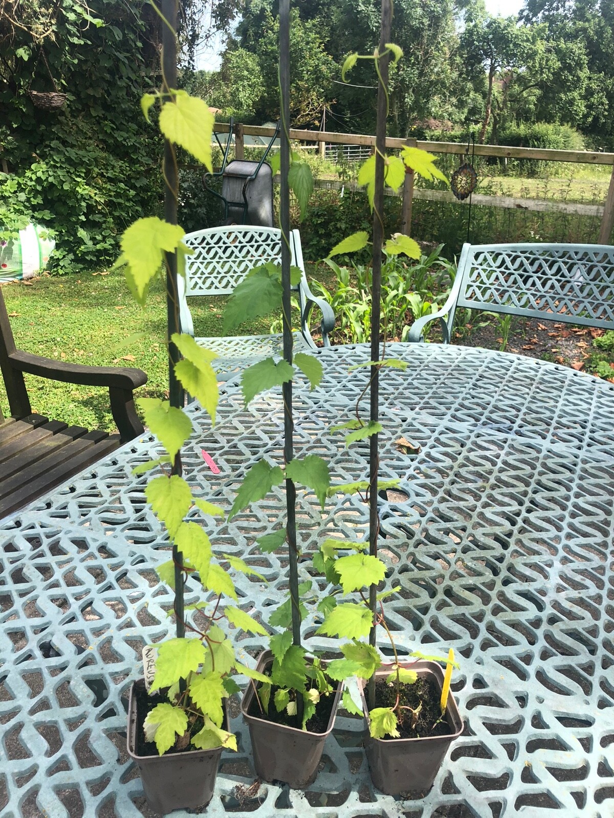 Decorative Garden Hops Aureus, Golden Tassels, Prima Donna Singles