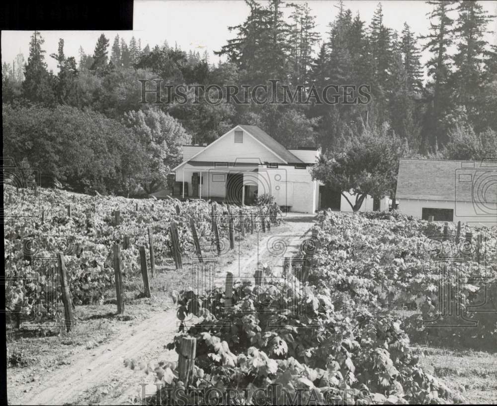 1947 Press Photo General view of a grape vineyard - lra77259 | eBay