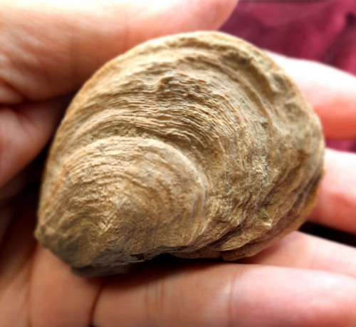 Fossil Oyster from Niobrara Formation, Western Kansas