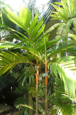 10 Samen der Goldfruchtpalme (Dypsis lutescens), Areca Palme, Arecapalme |  eBay.de