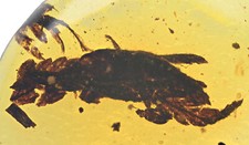 Nice Botanical Leaf, Fossil inclusion in Burmese Amber